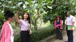 Dòng chảy tín dụng chính sách giúp người dân Quảng Nam thoát nghèo bền vững