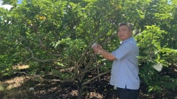 Trồng thứ cây thoạt nhìn toàn lá, gạt lên mới rõ quả ngon, ông nông dân Tây Ninh bán dễ như ăn kẹo