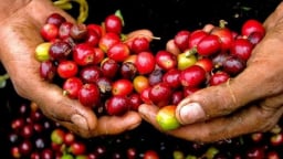 Cà phê Việt Nam có thể tiếp tục giảm giá trong thời gian tới, đâu là lý do?