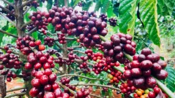 Đây là yếu tố gây áp lực giảm mạnh lên giá cà phê trong nước và thế giới