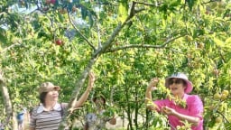 Đếm ngày sáp nhập tỉnh Phú Thọ, Vĩnh Phúc, ở Hòa Bình người ta đang đến 2 xã này bẻ quả chín, chụp ảnh đẹp như phim