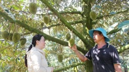 Nông dân người Hoa ở Đồng Nai 'liều' bỏ vàng ra đầu tư trồng cây đặc sản trên đất đá, hóa ra lại giàu to