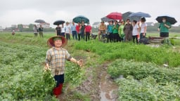 Giống cây ra củ gọi là quả này trồng tốt um ở Bắc Giang, nhổ bật lên hạt chắc thế này, người ta đến xem