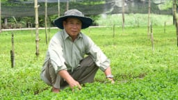 Trồng 'lung tung' các loại rau thơm, tốt um cản chả kịp, một ông nông dân Long An có tiền rủng rỉnh
