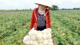  Một ngày trước sáp nhập Hải Dương, ở Hải Phòng nông dân trồng loại quả ngon đang bước vào vụ thu hoạch