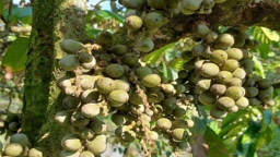 Thứ cây đặc sản xuất xứ Thái Lan, trồng thành công ở Hậu Giang, quả ngon ra quá trời như này