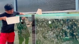 Tỷ phú Bình Dương là một ông nông dân nuôi thứ cá cho thiên hạ giải trí