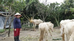 Một nông dân Thái Bình nuôi ngựa bạch, cá rô phi thành công trước ngày tỉnh này sáp nhập Hưng Yên