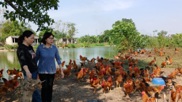 Ở một nơi của Nam Định, nuôi gà thả vườn cho ăn thêm thứ gì mà con nào cũng là gà ngon?