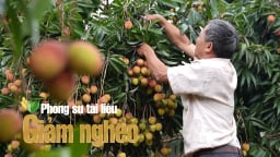 Không phải cà phê hay sầu riêng, đây mới là loại cây ăn quả giúp nông dân Đắk Lắk thoát nghèo thành tỷ phú