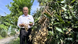 Một ông giám đốc nông dân Đồng Tháp nuôi cá dày đặc, trồng nhãn ngon, bán 100 tấn nhãn/tháng, 5.000 tấn cá/năm