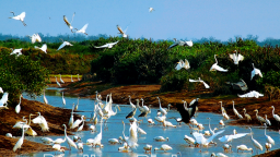 Tỉnh Ninh Bình mới có thêm một 'kho báu quý giá' với la liệt chim hoang dã bay rợp trời, tranh nhau bắt mồi