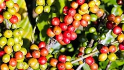 Cà phê trong nước tăng giá mạnh hơn, trên sàn Robusta bật tăng trở lại