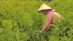 Thứ rau ngon dính tí nước tốt um, nhai ngọt như mì chính, trồng có 4 sào ở Bà Rịa-Vũng Tàu mà cầm cục tiền to