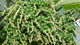 Tăng liên tiếp, giá tiêu sắp chạm mốc 150.000 đồng/kg