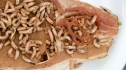Như phim kinh dị: Giòi ăn thịt sống trỗi dậy, Mỹ thả hàng tỷ ruồi vô sinh để ngăn 'quái vật ký sinh' lây lan