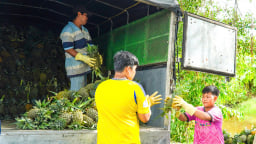 Vừa sáp nhập tỉnh Kiên Giang, An Giang xong, loại quả ngon này tăng giá tốt, nông dân phấn chấn