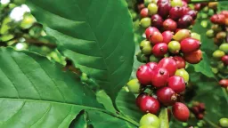 Giá cà phê trong nước bật tăng, sàn Arabica bị đầu cơ bán tháo mạnh