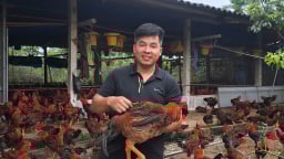 Một kỹ sư điện ở Thái Nguyên chuyển hướng về quê liên kết nuôi gà, mỗi năm bán ra thị trường 150 tấn, cứ bán 1.000 con lãi 10 triệu
