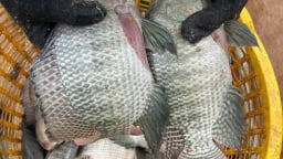 Ở một xã của Nghệ An, dân nuôi cá rô phi dày đặc, bắt lên toàn con to bự thế này đây