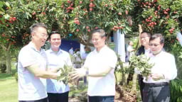 Chủ tịch UBND tỉnh Bắc Ninh giúp nông dân bán 100 tấn vải thiều vào các khu công nghiệp