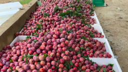 Vải, mận quá rẻ, quá ngon chị em nội trợ đua nhau nghĩ cách tích trữ