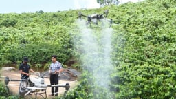 Nông dân vùng biên Quảng Ngãi mạnh dạn chi tiền mua máy bay không người lái phục vụ sản xuất nông nghiệp