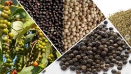 Giá ổn định, tiêu Việt Nam được cho là đang có nhiều lợi thế cạnh tranh