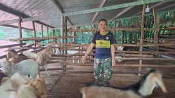 Nuôi cả nghìn con dê, một nông dân Thái Nguyên thu lãi bao nhiêu tiền/năm?