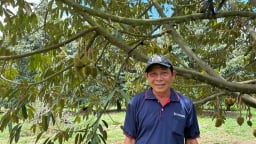 Cũng sầu riêng thôi, sao ở tỉnh Lâm Đồng mới, ông nông dân này trồng kiểu  gì mà lãnh đạo xã gật gù thán phục?