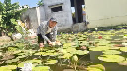 Một chàng rể Đà Nẵng có sở thích giống bố vợ, lai tạo ra loại hoa gì mà giá bán ngàn USD?