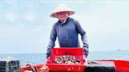 Hơn 15 ngày sau sáp nhập tỉnh Kon Tum, dân xã này tỉnh Quảng Ngãi mới ra biển bắt ốc gì mà bán giá 200.000 đồng/kg?