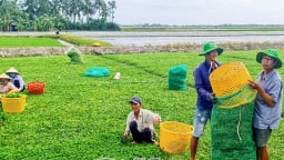 Xưa là rau dại ăn qua ngày, nay là rau đặc sản, đang tăng giá tốt ở tỉnh Cà Mau mới