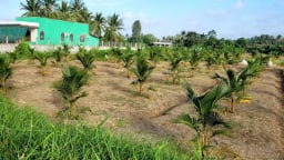 Ở tỉnh Đồng Tháp (mới) sau sáp nhập tỉnh Tiền Giang, vì sao dân đã, đang ồ ạt trồng loại cây này?