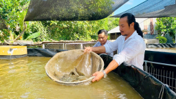 Nuôi 'nhân sâm nước' dưới tán vườn xoài Đồng Tháp, cả làng phục lăn