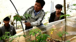 Tỷ phú Kon Tum là một nông dân trồng sâm trên núi Ngọc Linh, trước khi sáp nhập 2 tỉnh Kon Tum, Quảng Ngãi