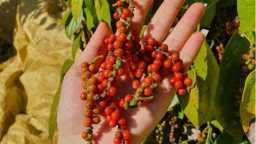 Giá tiêu trong nước và thế giới đều giảm, tạm thời cơ hội xuất khẩu tiêu vào Mỹ vẫn tốt