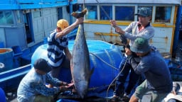 Khoang tàu của ngư dân tỉnh Đắk Lắk đầy ắp cá biển to bự, có tàu bắt được gần 50 con cá 'khổng lồ'
