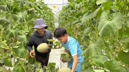 Ủy ban MTTQ Việt Nam một xã ở Hải Phòng kêu gọi tiêu thụ hàng tấn dưa lưới xuất khẩu do ảnh hưởng bão số 3
