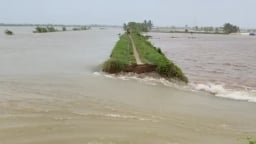 Hải Phòng:  Ảnh hưởng bão số 3, nước sông Thái Bình dâng cao khiến một đoạn đê bối ở xã Vĩnh Thuận bị vỡ