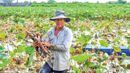 Trồng rau ngò gai, trồng sen lấy củ, dân phường Sóc Trăng ở Cần Thơ có tiền nhiều hơn