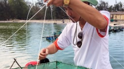 Nuôi tôm trên cát kiểu mới ở Huế, nước sạch hơn, con nào cũng khỏe nhờ ứng dụng công nghệ nano