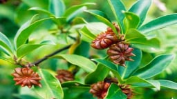 Một hợp tác xã ở Lạng Sơn thành công với các sản phẩm dược liệu thơm cả làng, có loại hoa mà quán phở bò nào cũng dùng