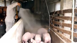 Nông thôn Tây Bắc: Gần 8.000 con lợn bị tiêu hủy, Tuyên Quang lập 2 tổ công tác chống dịch tả lợn châu Phi