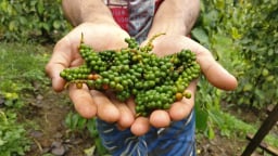 Giá tiêu gần như không biến động, tâm lý dè dặt, chờ đợi tín hiệu rõ hơn từ thị trường