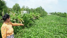 Ở tỉnh Vĩnh Long mới, loài sinh vật ngoại lai nào đang 'lấn sân' vô tội vạ, mọc um tùm, khiến muỗi mòng vô số?