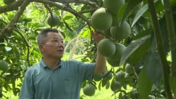 Lão nông trồng bưởi ở Tuyên Quang bỏ phân hóa học bón phân trùn quế, vườn bưởi đẹp như tranh, lời 200 triệu/năm