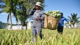 Thứ cây ngỡ như làm cảnh, trồng bạt ngàn ở tỉnh Khánh Hòa mới, bán ra chợ toàn cầu, kể cả 'chợ khó tính nhất thế giới'