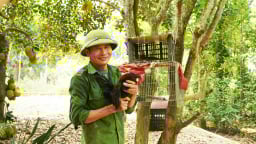 Thuần hóa thành công gà rừng, nuôi như gà ta thả vườn ở Quảng Trị, có cả gà rừng 'bạch tạng'