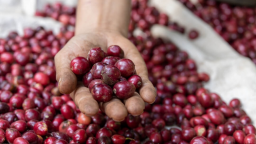 Robusta tăng rất mạnh, giá cà phê trong nước cũng tăng 4 ngày liên tiếp